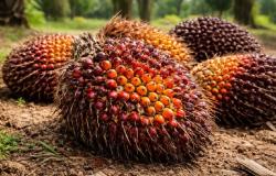 Kelapa Sawit Mitra Plasma Riau Pekan Ini Dihargai Rp3.931 per Kg