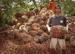 Kembali Naik, Harga Sawit Mitra Swadaya Riau Jadi Rp3.943,46 per Kg