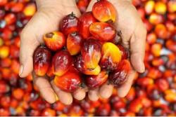 Kelapa Sawit Mitra Plasma Riau Pekan Ini Dihargai Rp3.994 per Kg