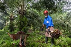TBS Sawit Plasma Riau Pekan Ini Dihargai Rp3.783 per Kg