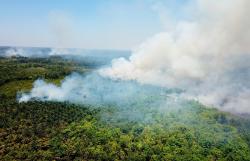 Dua Perusahaan Sawit Ini Buka Suara soal Karhutla, Tegaskan Kebijakan Tanpa Bakar